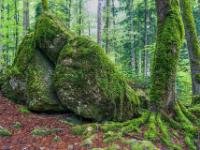 Verkeilte, bemooste Felsblöcke neben bemoostem Baum